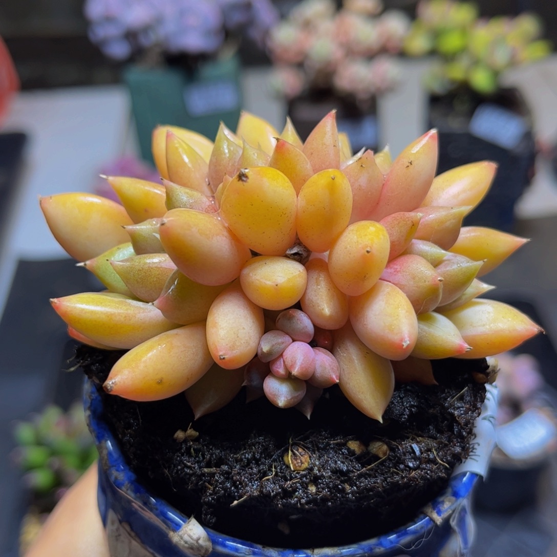 534 黄金象牙朵朵缀7 厘米