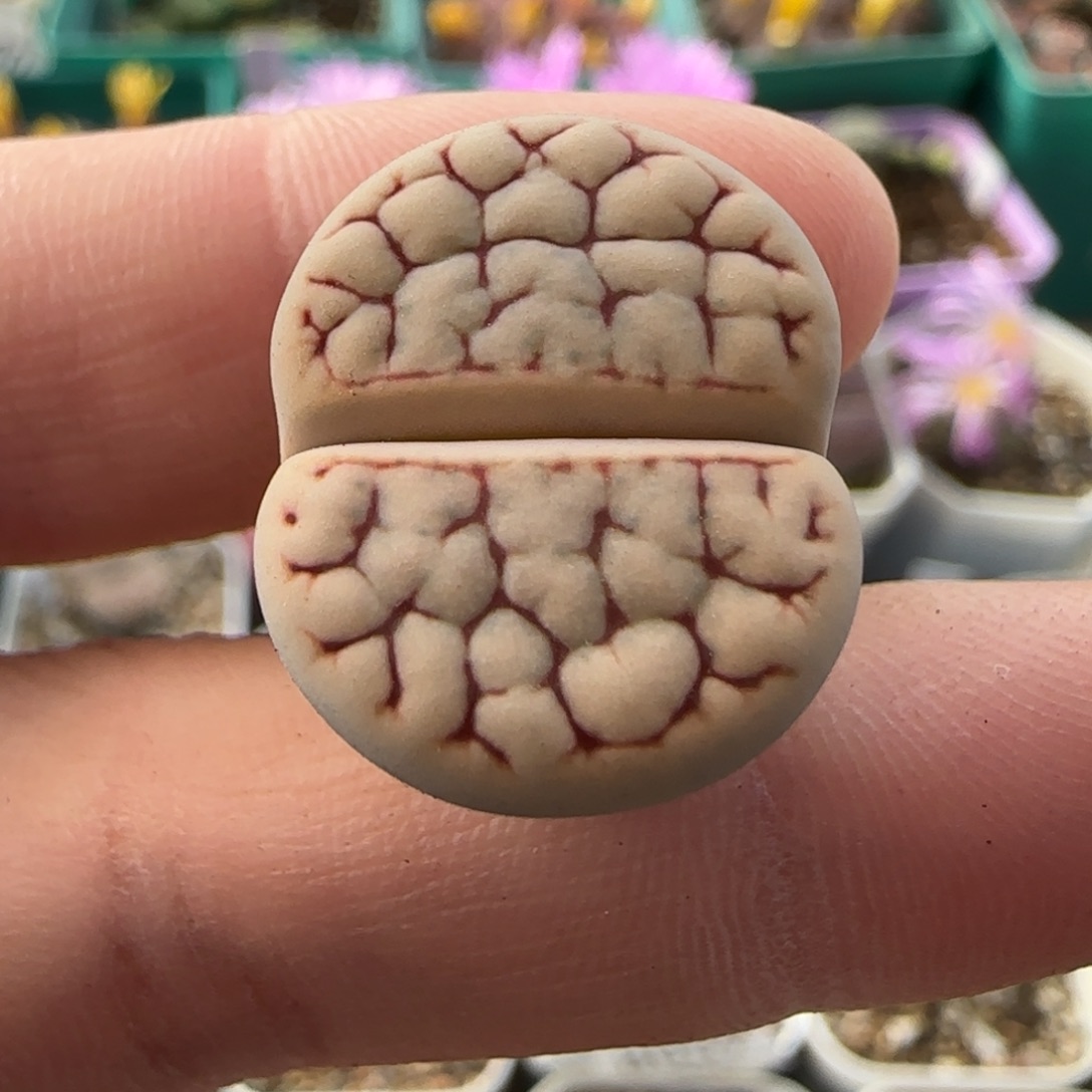 11.10。 爱萌舞岚生石花。 8003