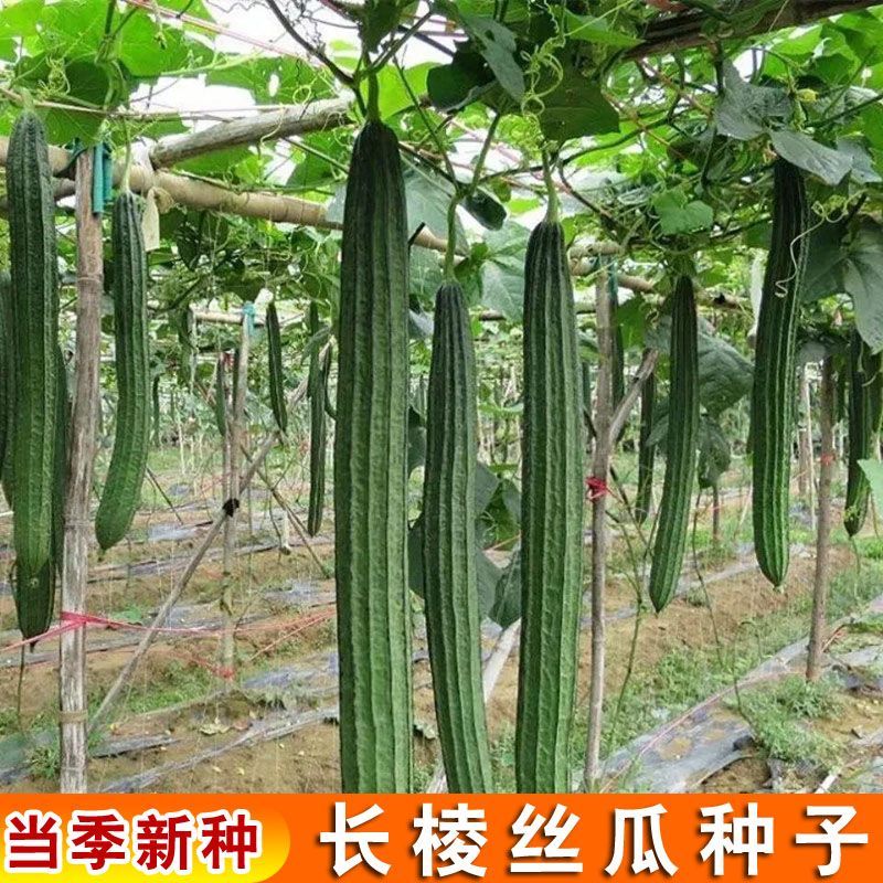 八角棱大肉丝瓜种子八角水瓜阳台菜园盆栽庭院蔬菜种子四季秋季