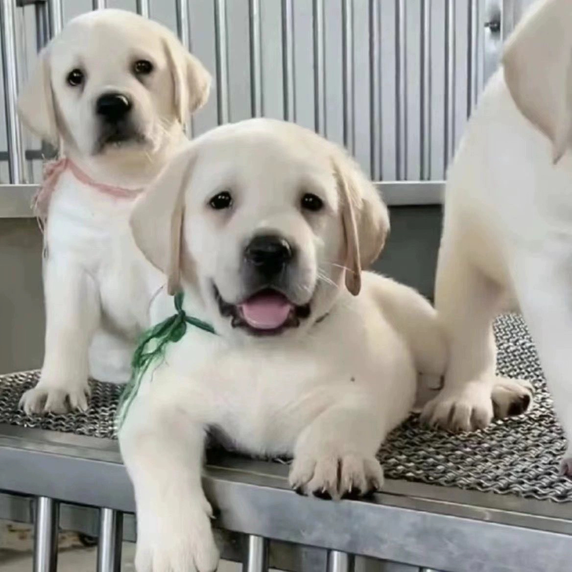 纯种拉不拉多幼犬活体狗狗看家犬纯黑拉拉