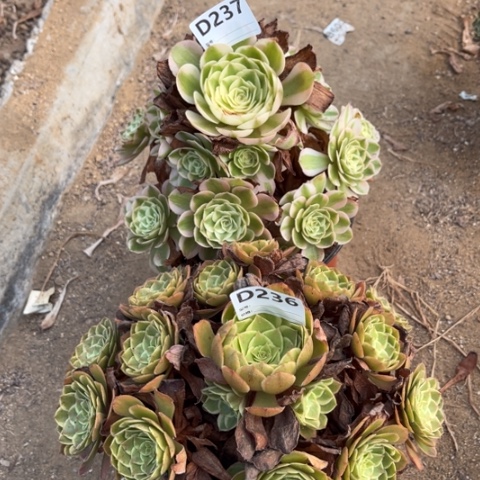 多肉植物倾城花妖
