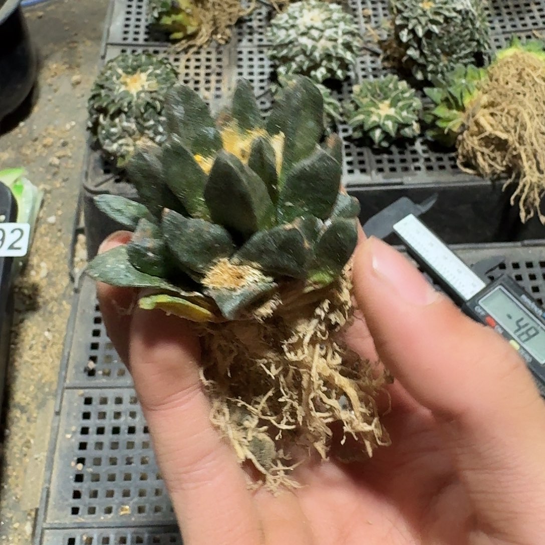 286号仙人球萝卜根