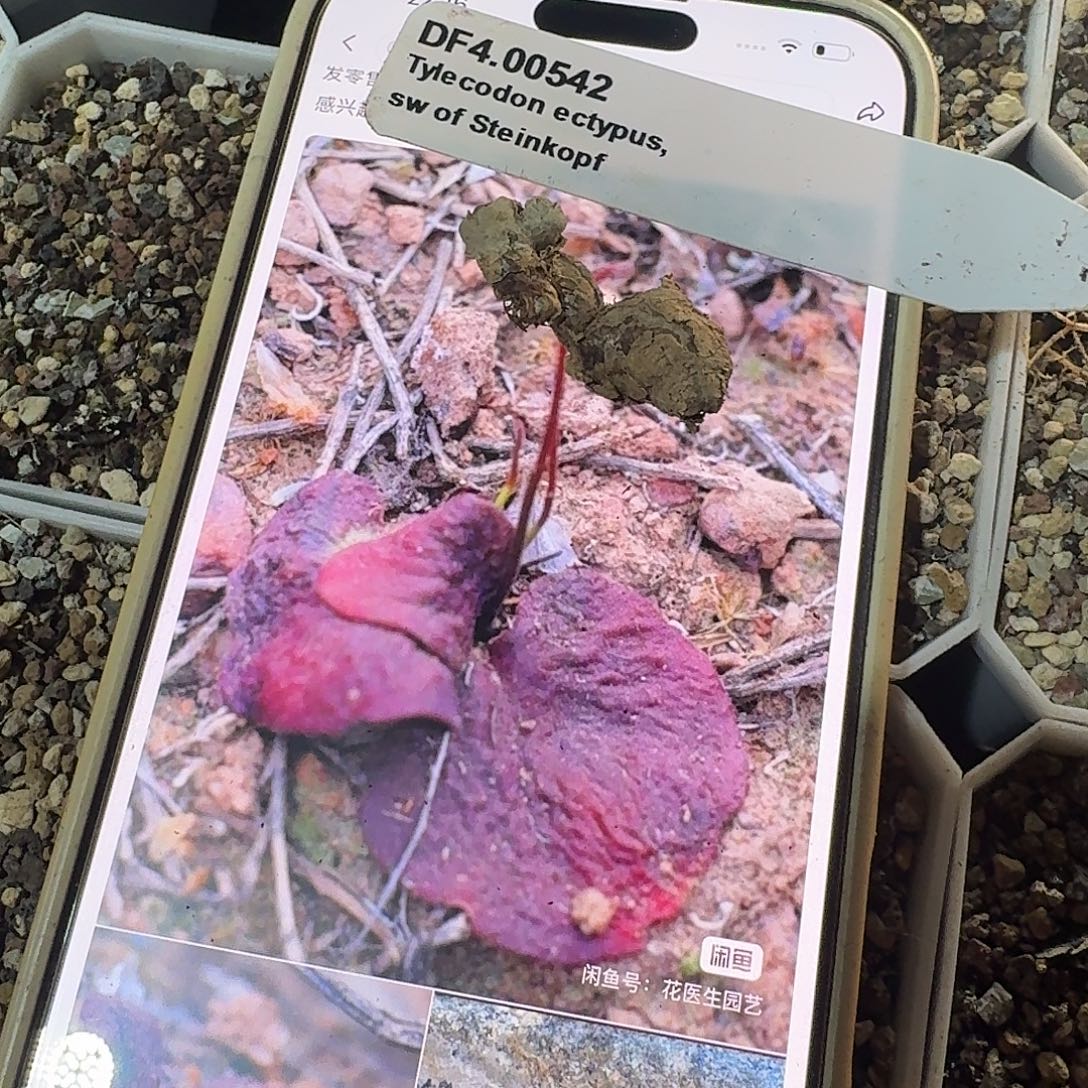 超级猪耳朵奇峰锦一个特价