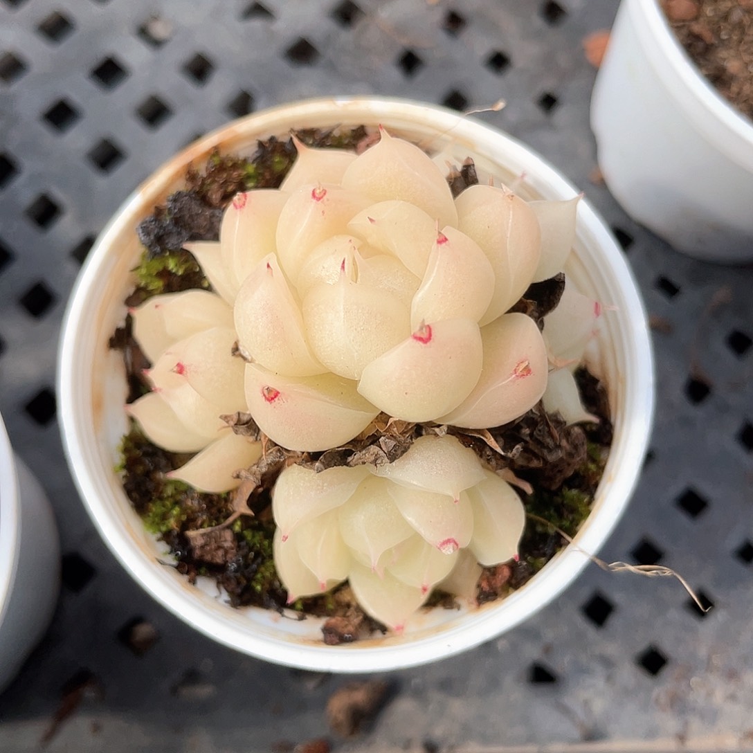 优选麦秆小精品8197