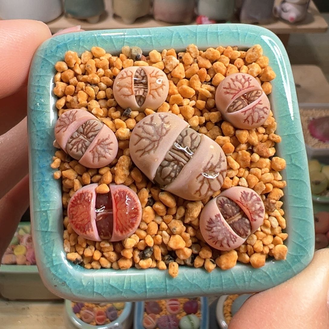 多肉植物35号菊混