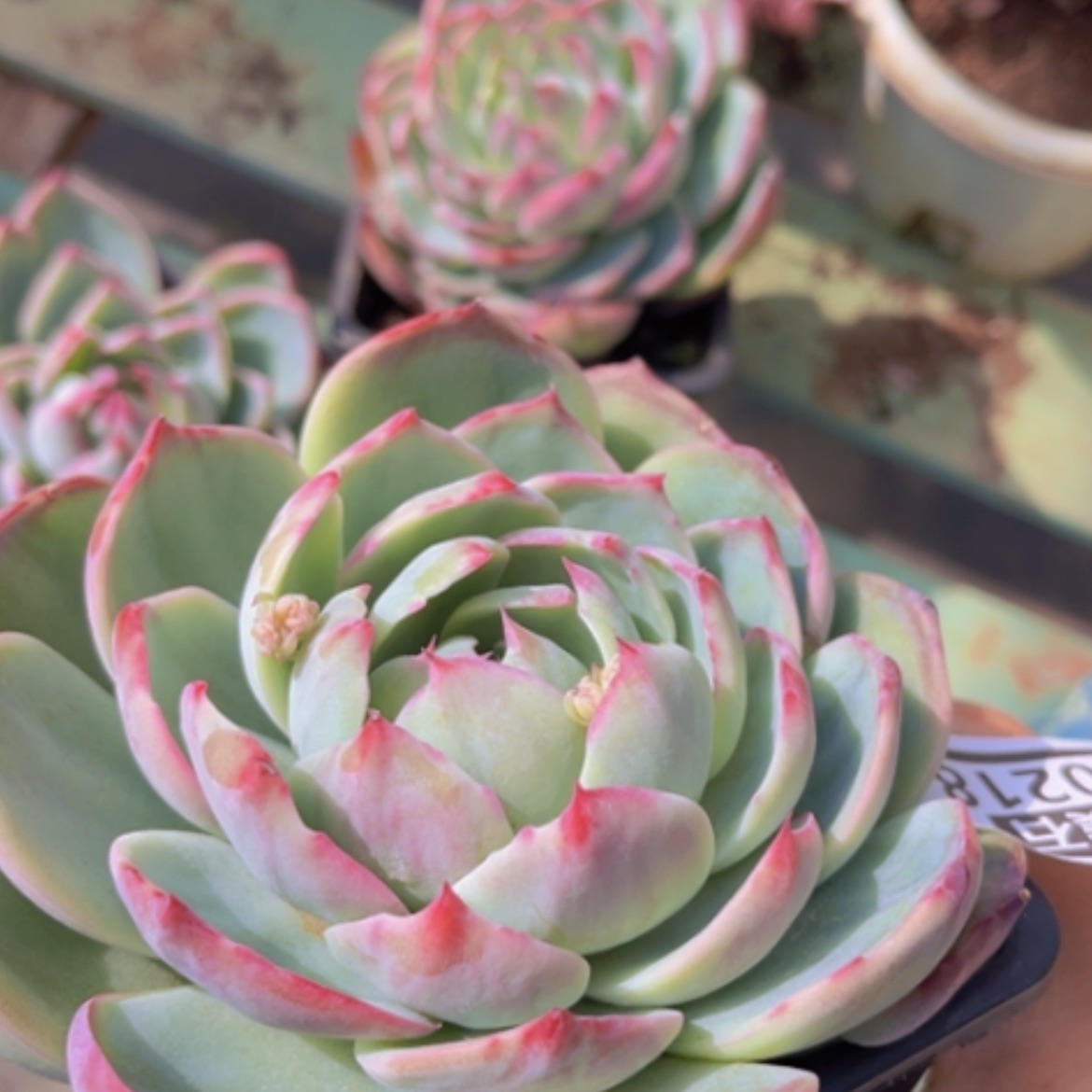 【闪购商品】惊鸿仙子10218