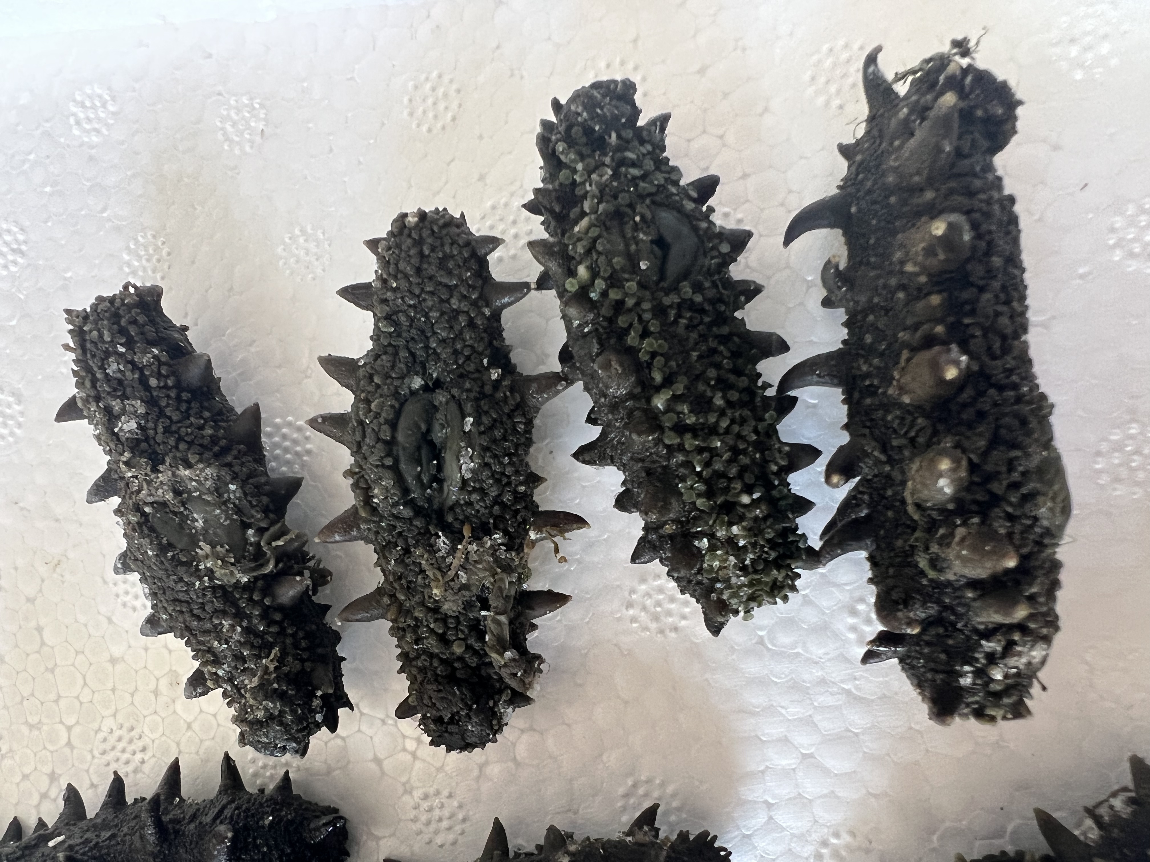 【大连顶火拉缸盐】口感好泡发高 0添加