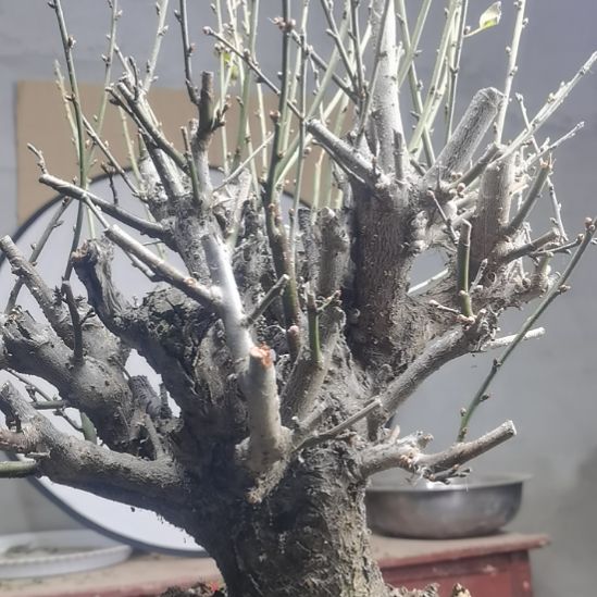 无花朵有花苞，不包断枝条和掉花苞