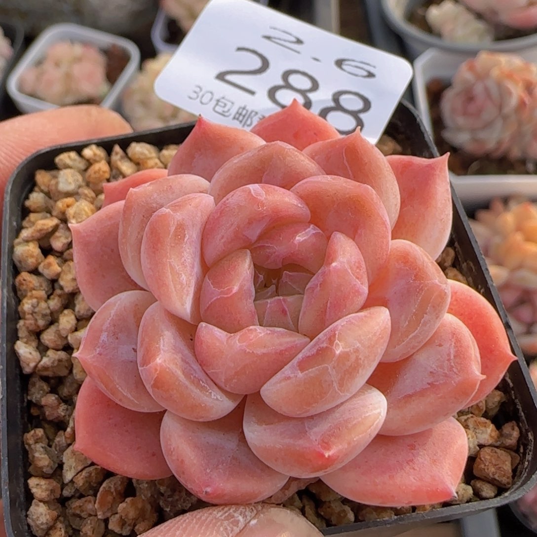 红秘境冰魄单头一颗