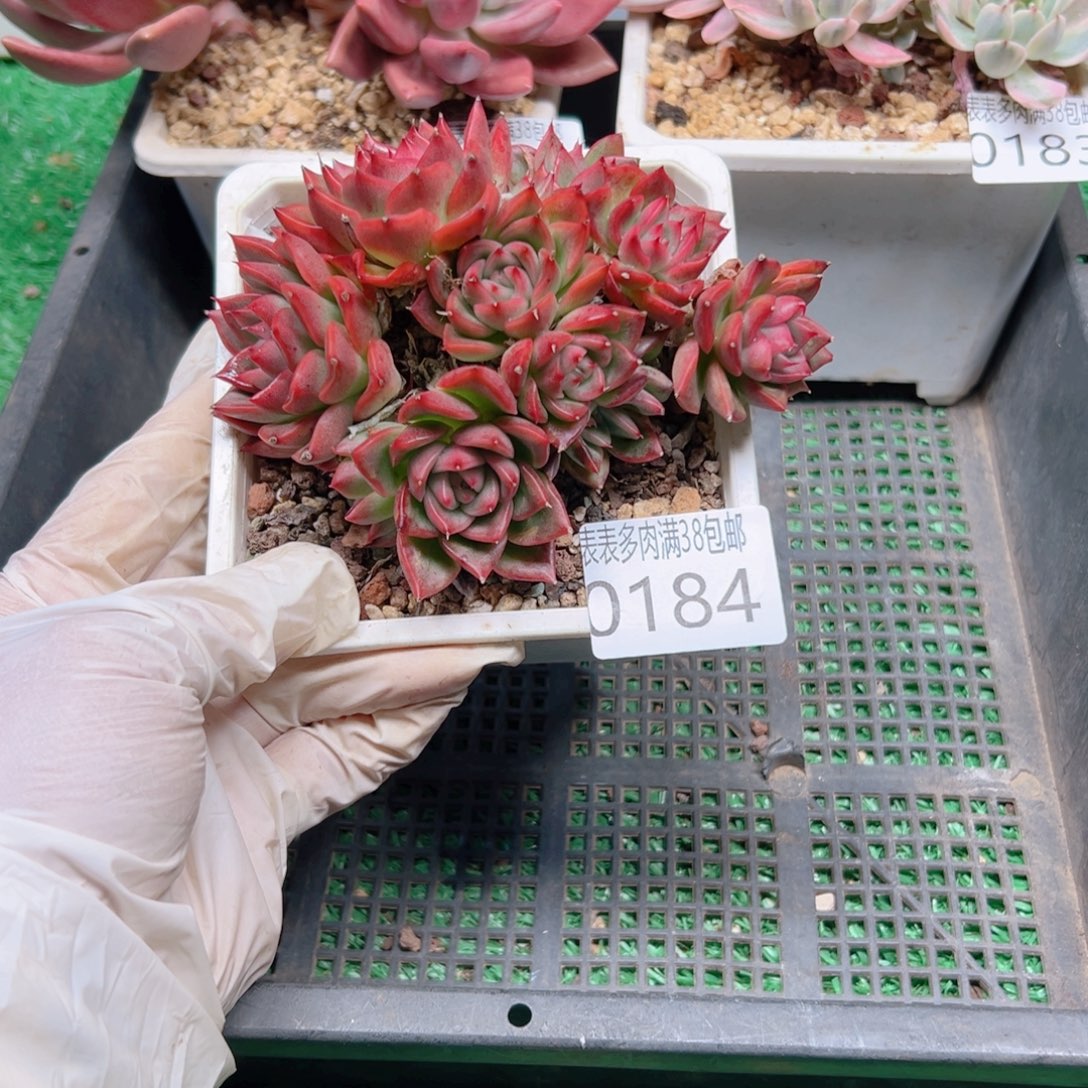 多肉一物一拍植物0184