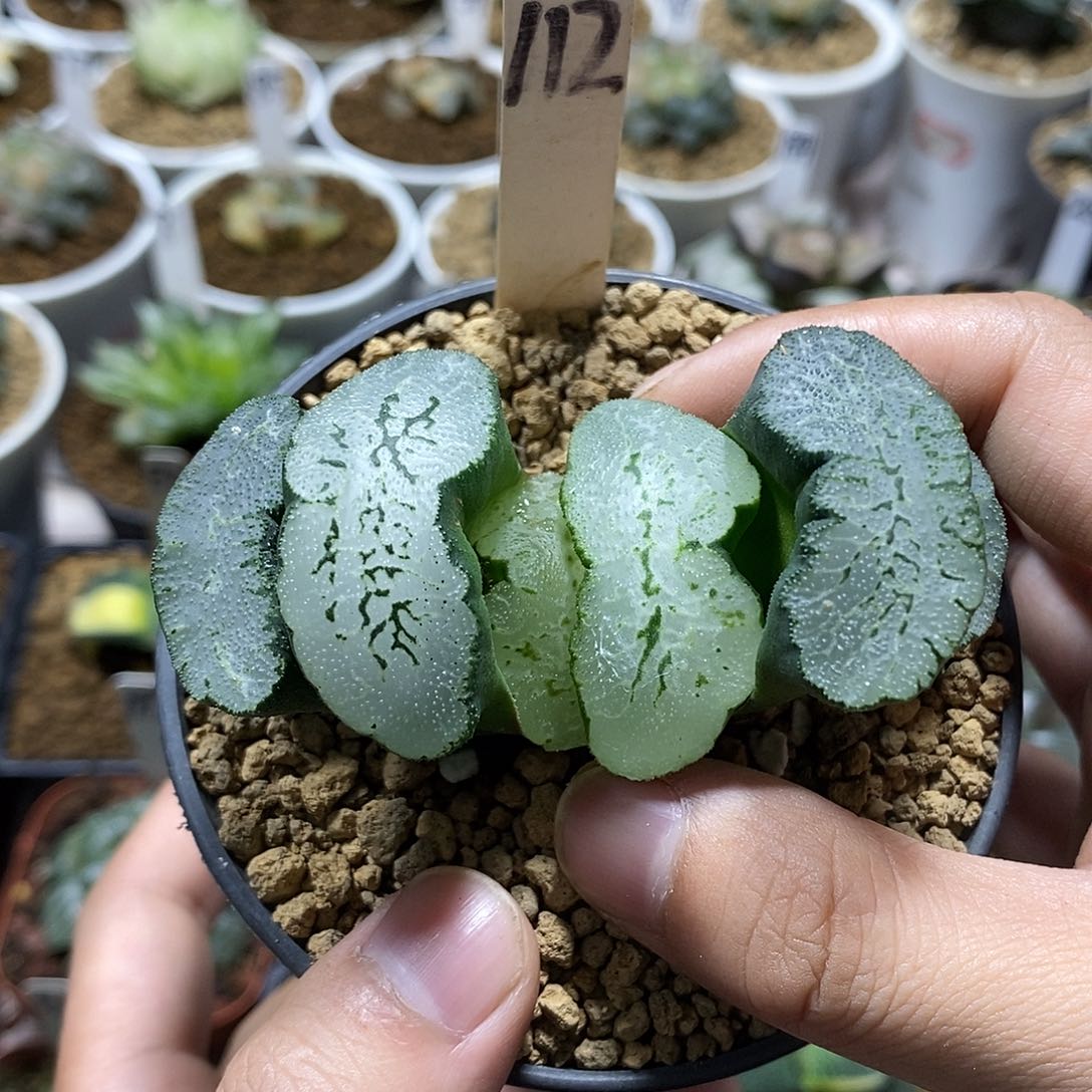 112蓝翼哈哈哈哈哈哈