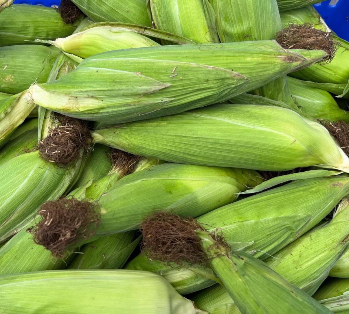 应季甜糯玉米带壳发货（贵州遵义露天种植）5斤起拍