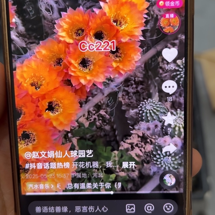 无花朵无根彩草侧芽歪cc221处理