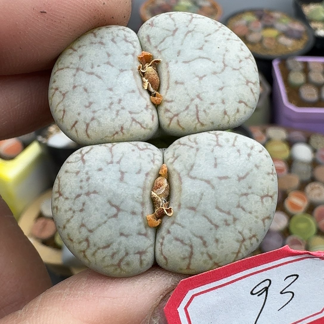 93多肉哈哈哈哈哈哈