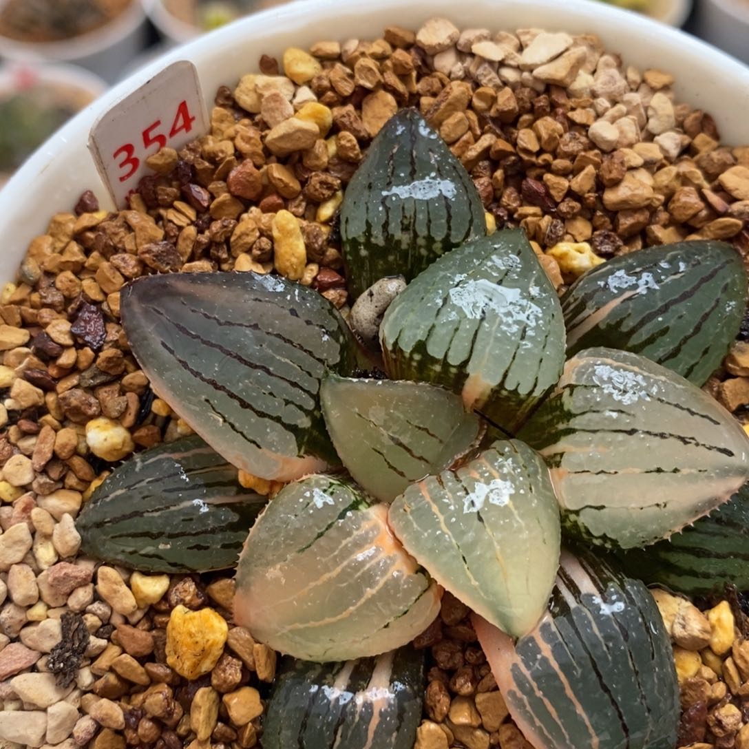 354亲指姬十二卷多肉植物