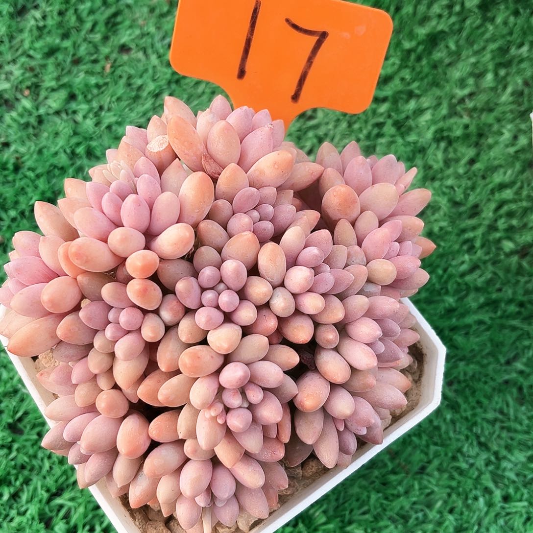 星带路17号码牌子的