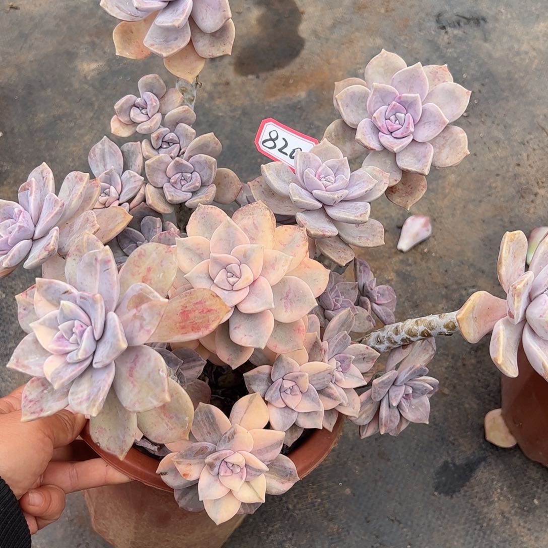 820紫乐锦，一物一