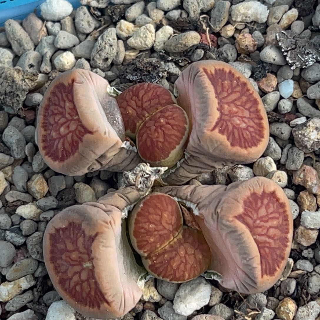 7533双头红窗菊一颗