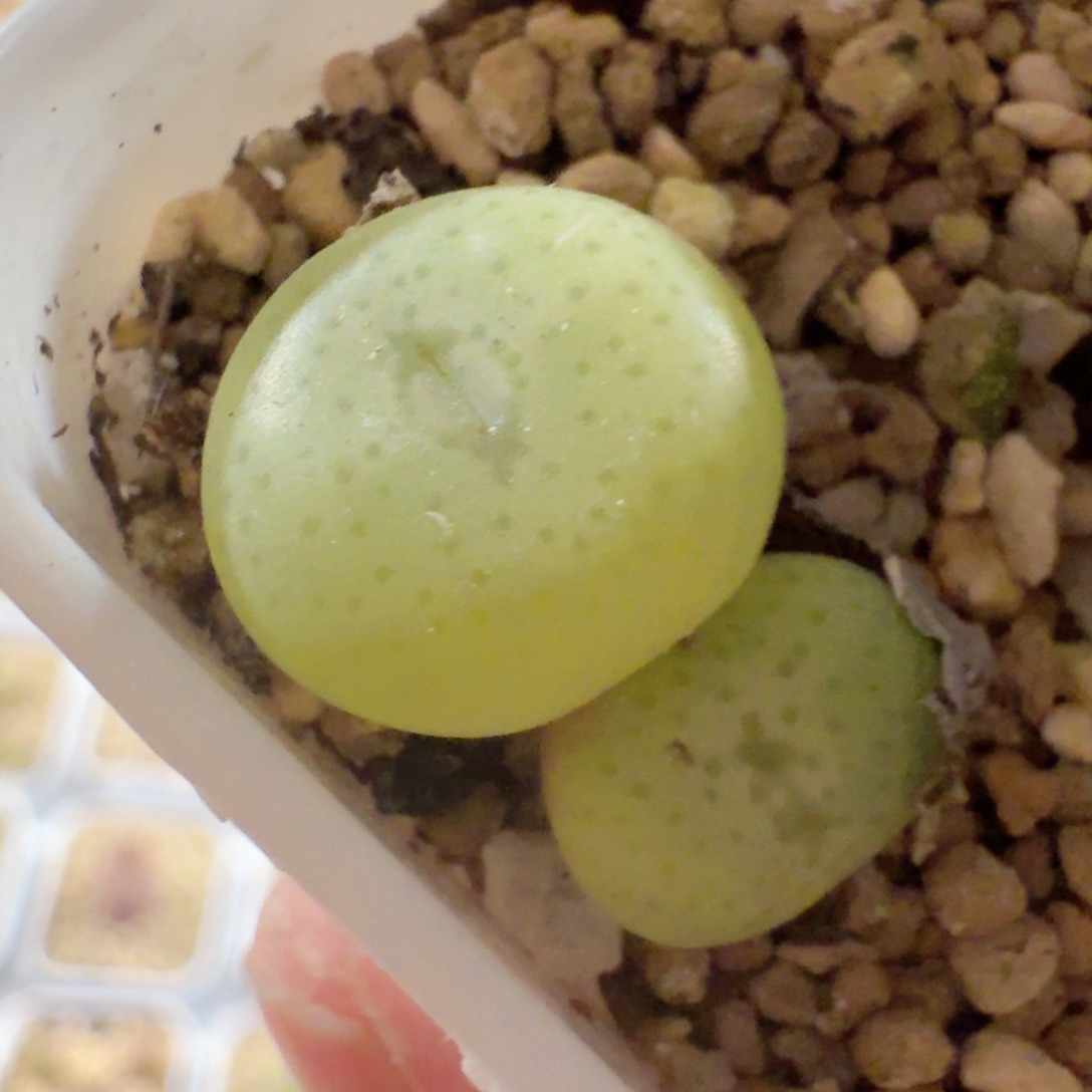 脱土发货.............