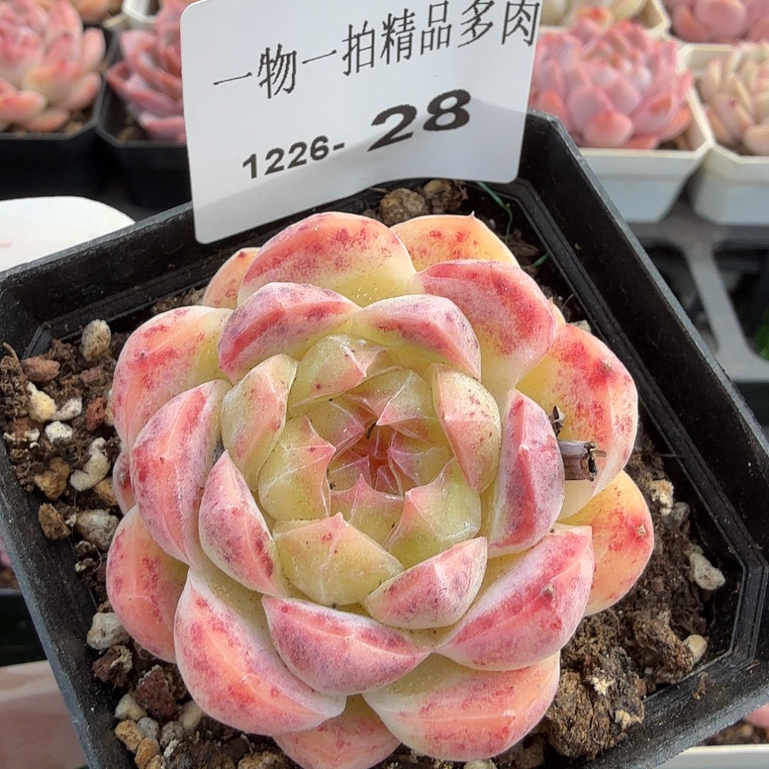 1226-28多肉一物一拍