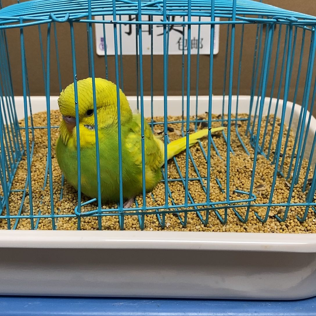 虎皮鹦鹉大头虎皮