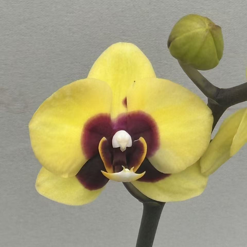 （皮卡丘）蝴蝶兰 花期长 拍3颗以上配盆