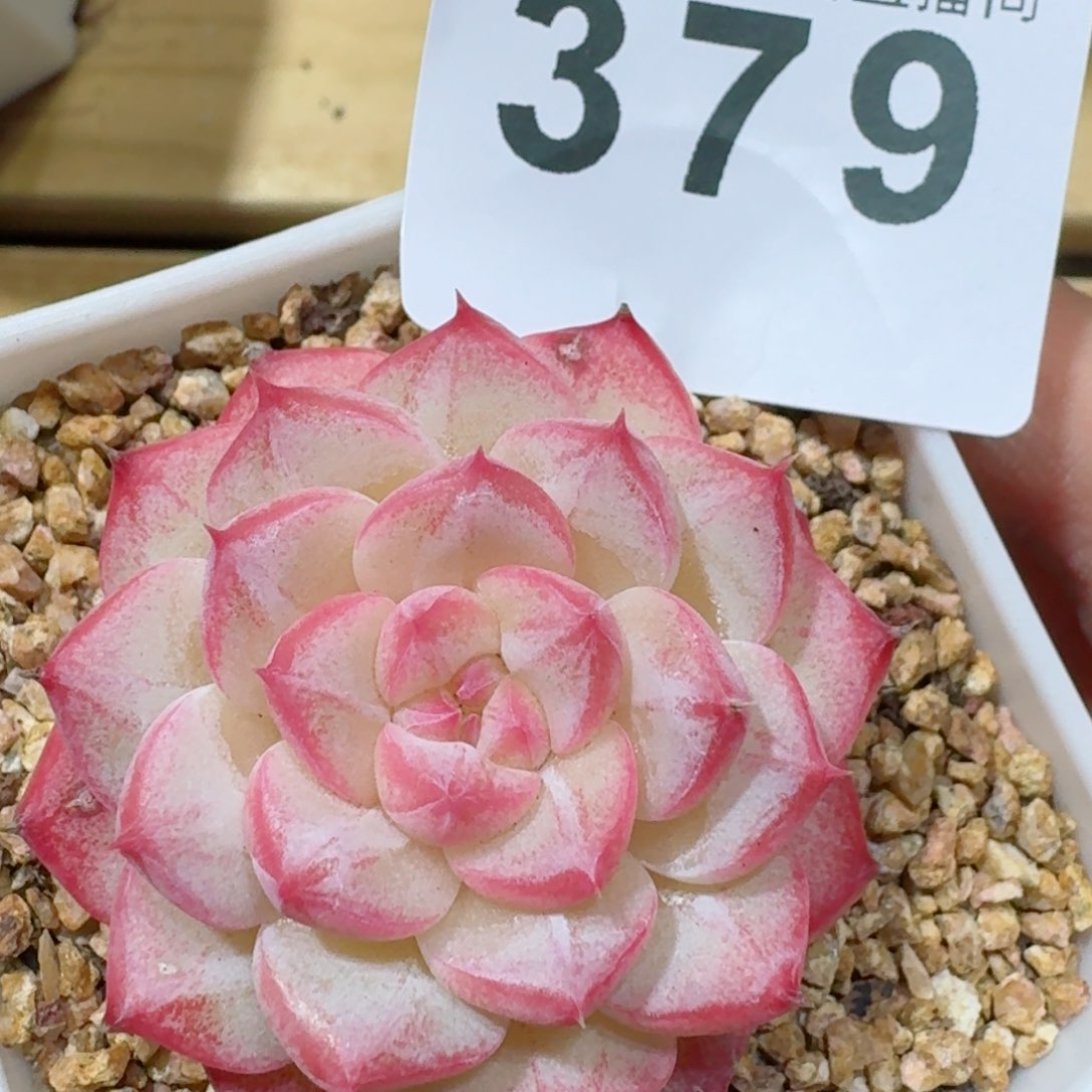 美心         精品多肉