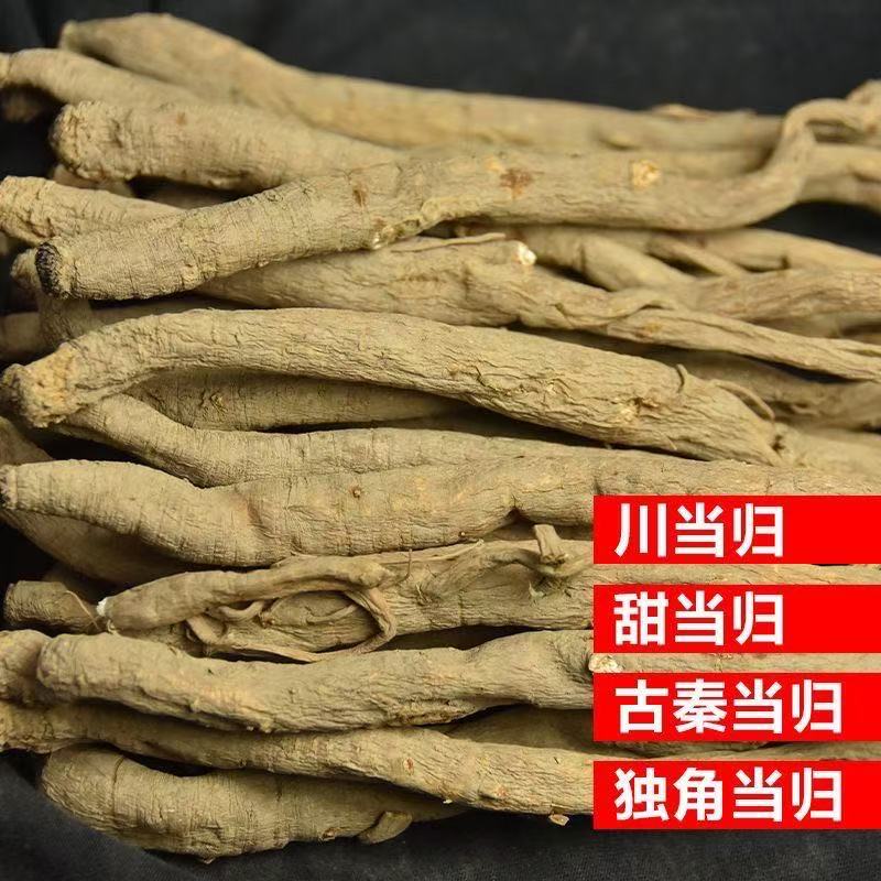 四川阿坝藏族高山甜当归干货可煲汤炖鸡煮水原生态无添加