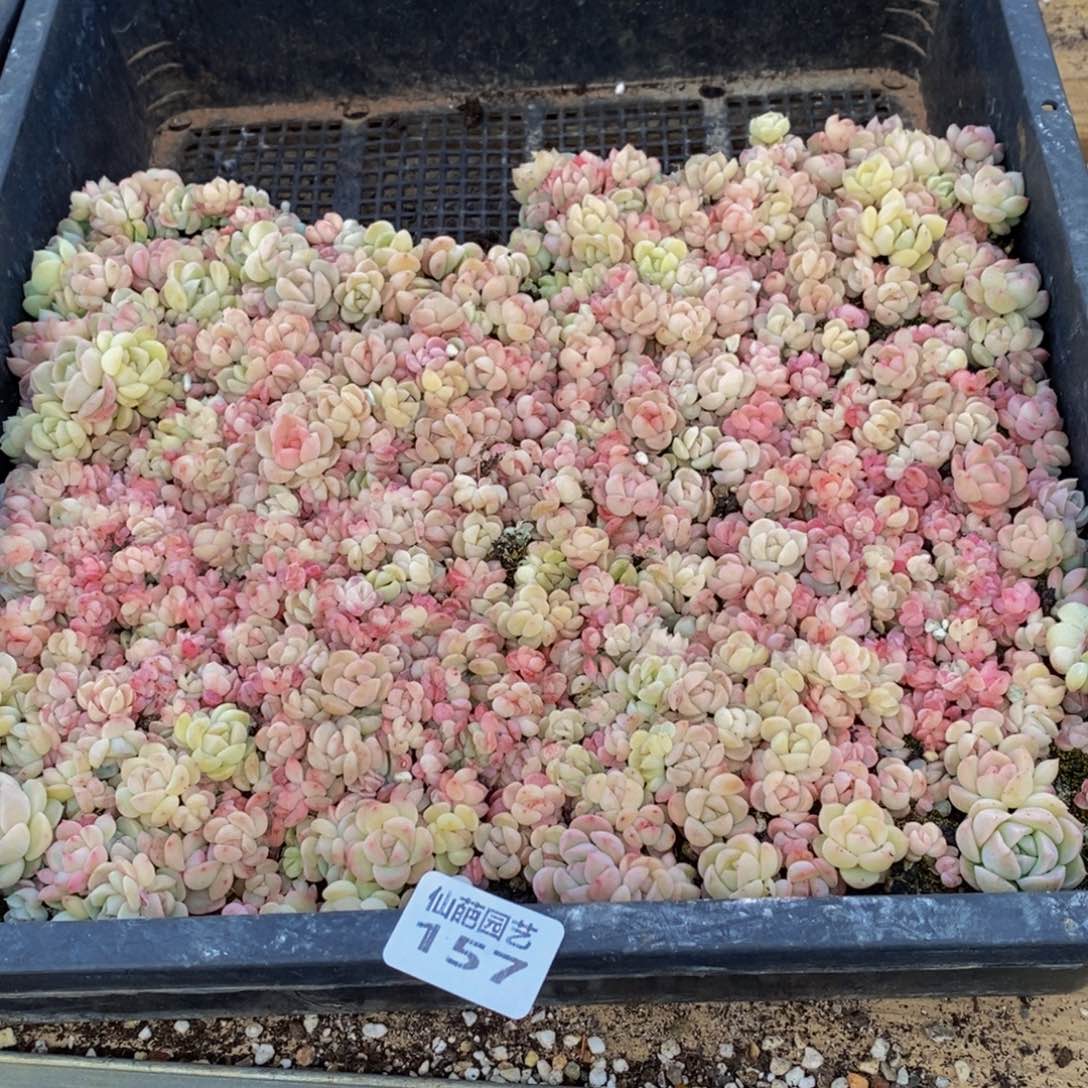 ?157多人在一起的时候就