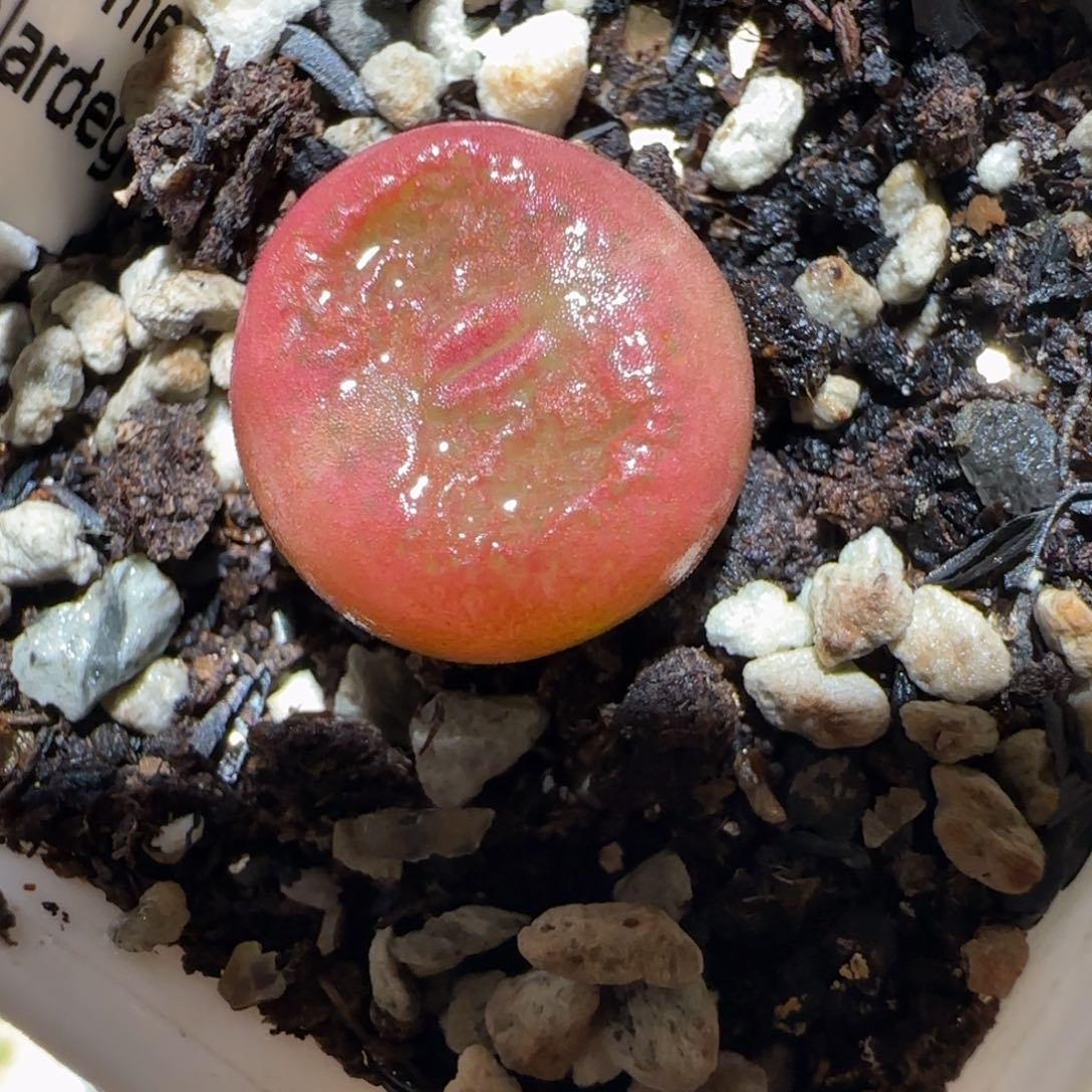 肉锥多肉植物百科4-水蜜桃280