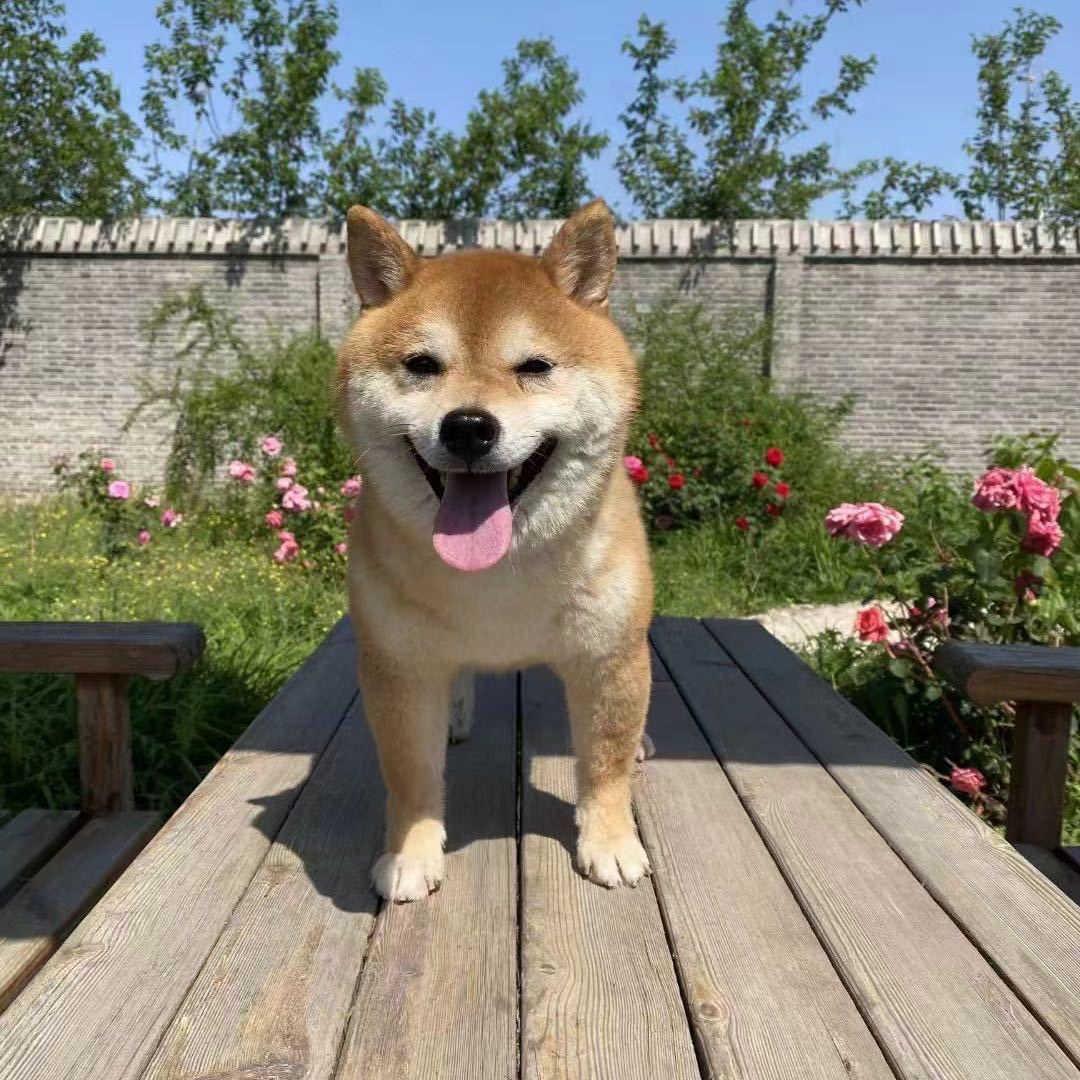 唐山十二宫柴犬活体