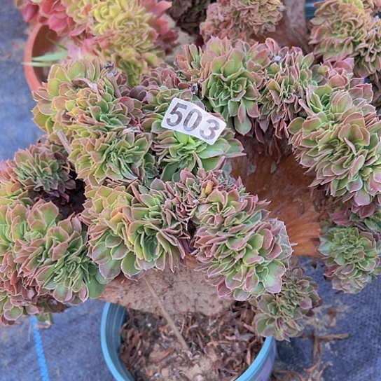 般***伽多肉植物一个玫瑰