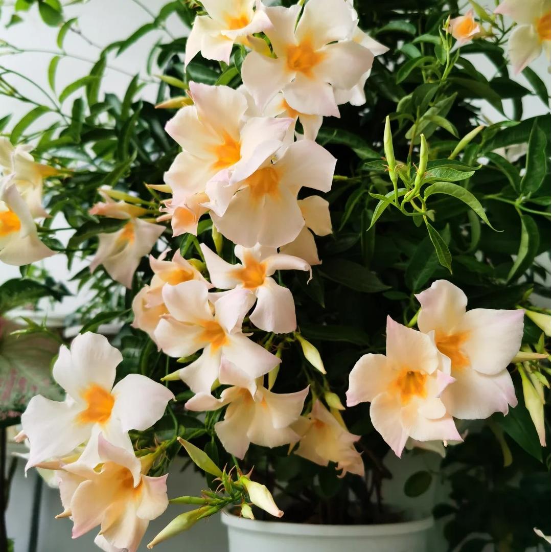 【飘香藤-杏色】盆栽花卉带花苞爬藤植物四季好养活