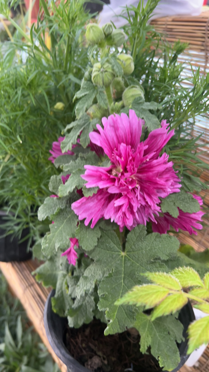 【重瓣蜀葵】（桃子与梦）多年生耐寒盆栽地栽