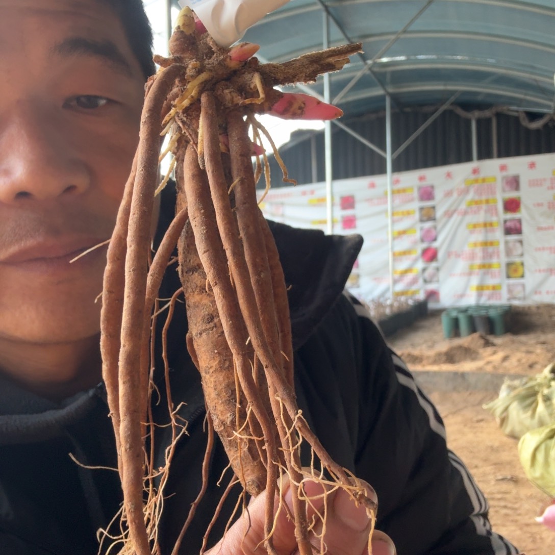 芍药落日珊瑚0016。      