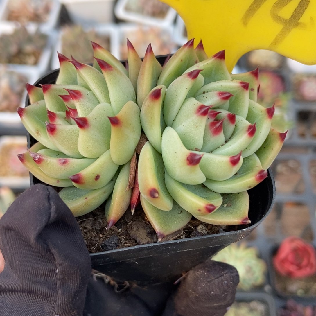 1094蓝龙多肉植物保护