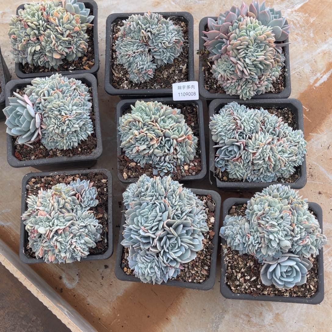 白茶缀化最后库存08号