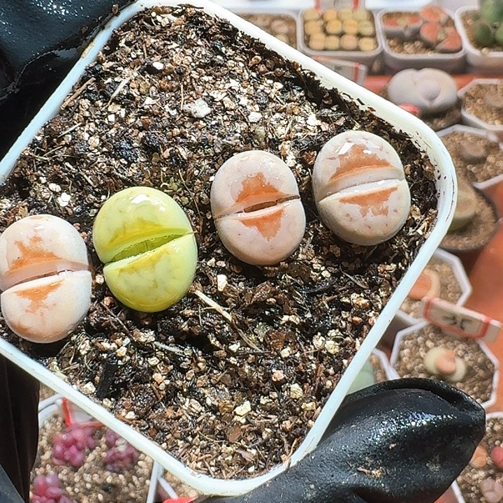 生石花23:：：：。  332