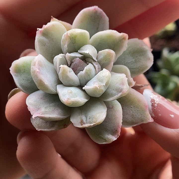 辛普森锦变异多肉植物