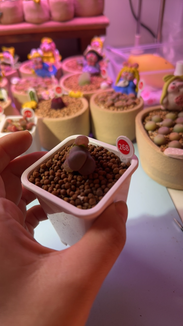 多肉植物多肉植物