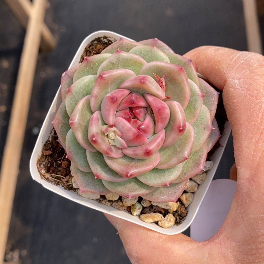 精品多肉一物一拍不包整122