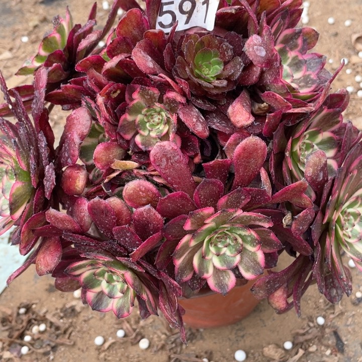 591多肉植物红金刚