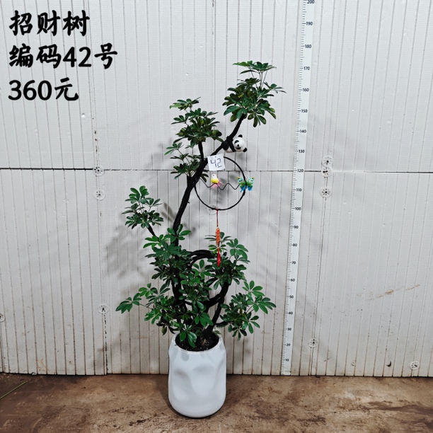 造型鸭脚木1盆皮实好养绿植