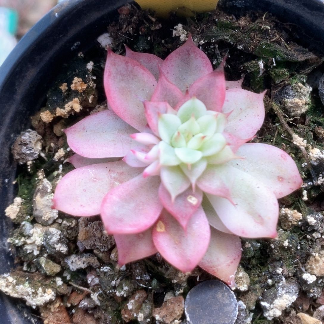 295锦锦锦锦锦锦锦锦锦