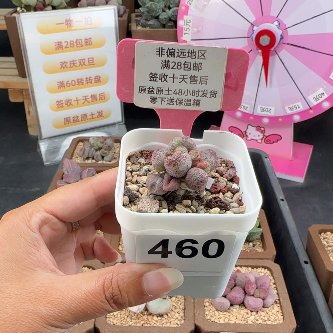 小***子460蜜桃格林多肉植物