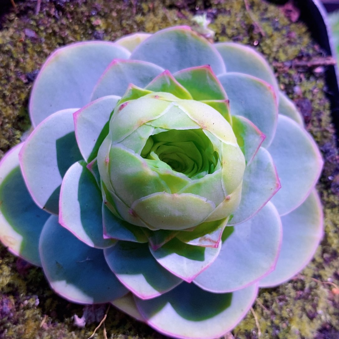 山地玫瑰粉黛福利一物一拍005