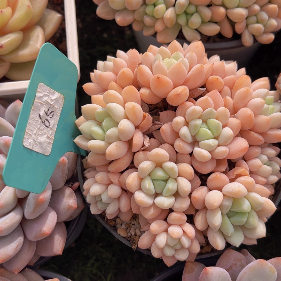 香玉的故事是一个人的故事吗