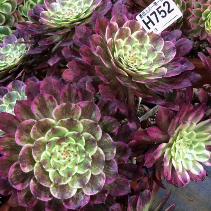 水墨画多肉7520000000000