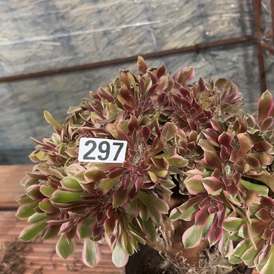 往***@多肉植物一个女神297