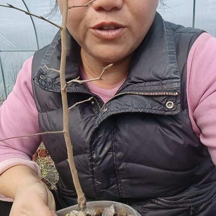 用***3无花朵455545556989